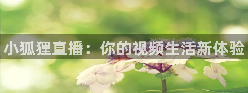 五星体育 刘鹏：小狐狸直播：你的视频生活新体验